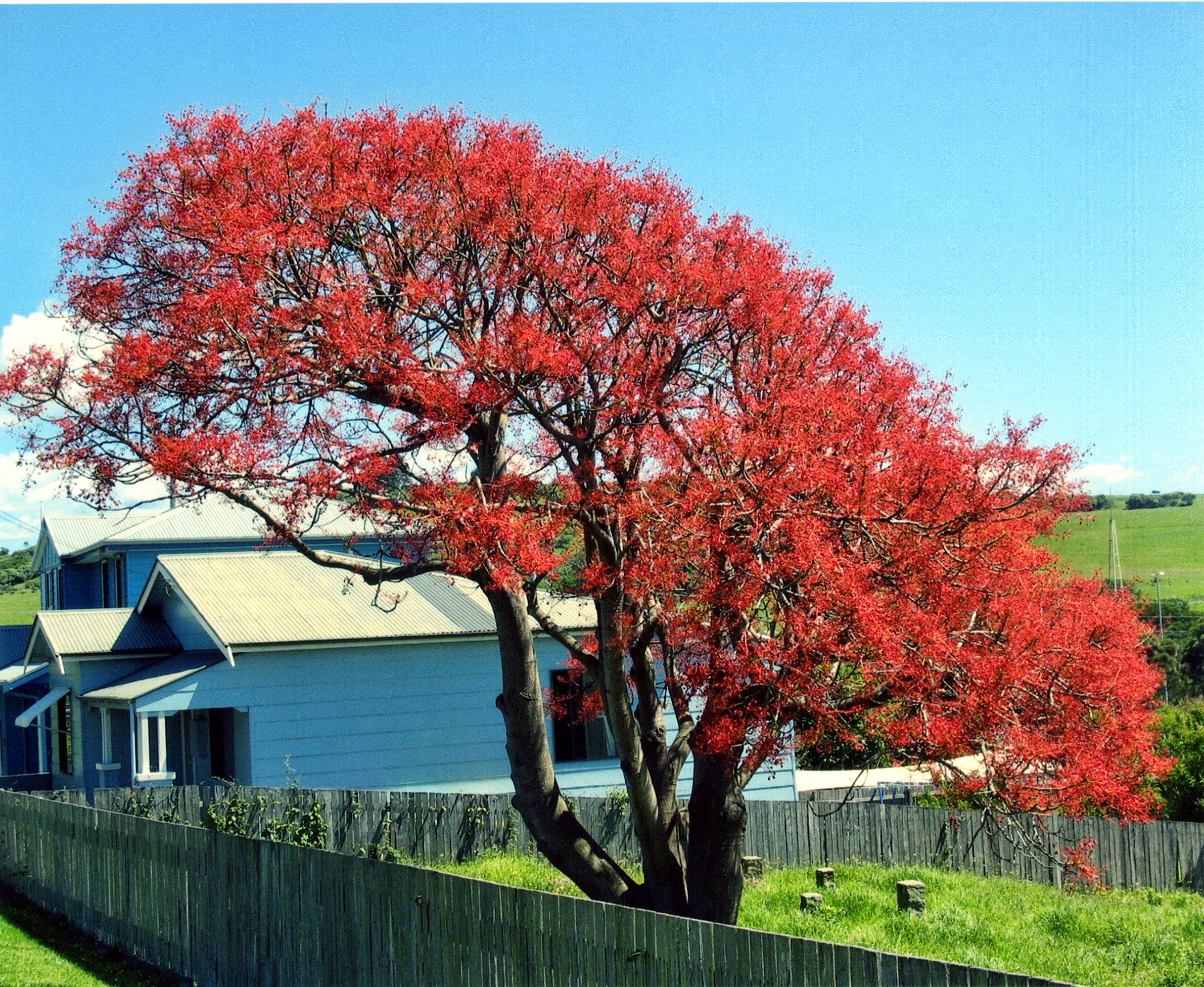 Австралийское красное дерево